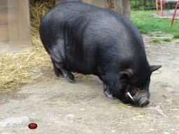 Ostersonntagspaziergang durch den Böhmischen Prater